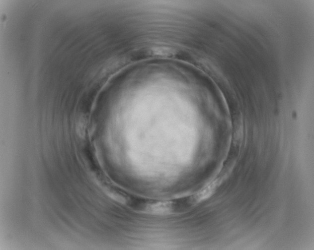 X0000081340078200701251909
