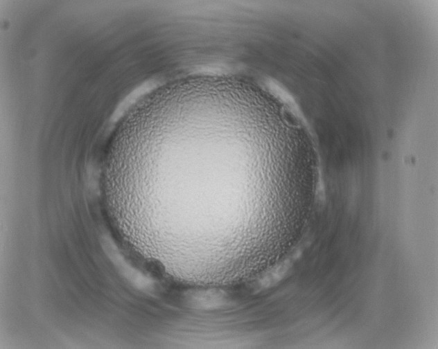 X0000081340106200701251909