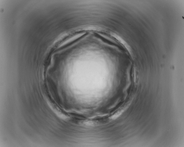 X0000081340253200701251906