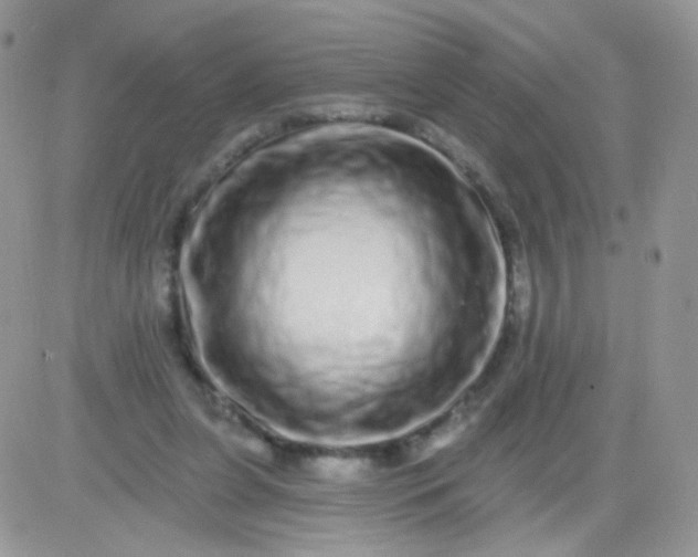 X0000081340255200701251906