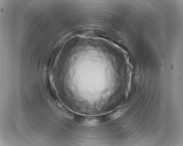 X0000081340263200701251906