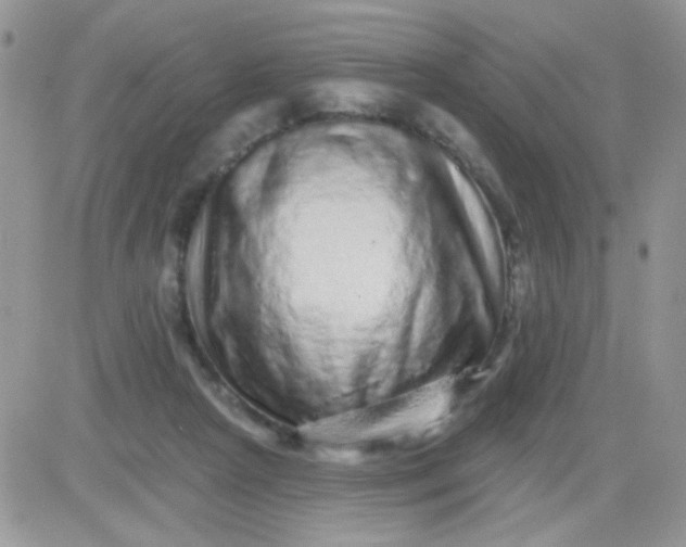 X0000081340265200701251906