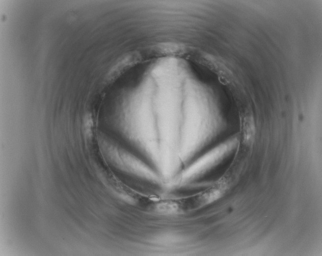 X0000081340279200701251906