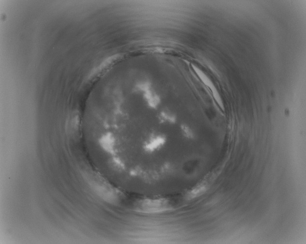 X0000081340314200701251905