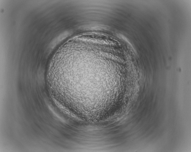 X0000081340394200701251904