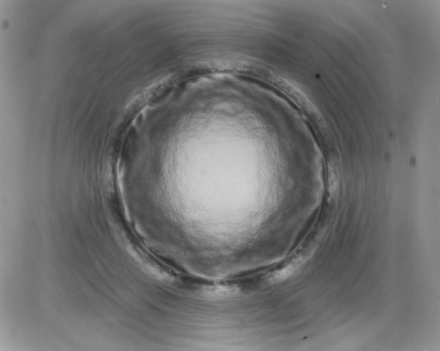 X0000081340453200701251903