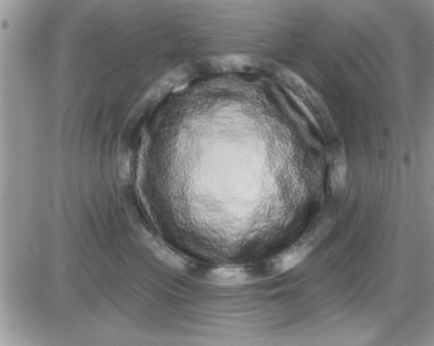 X0000081340477200701251903