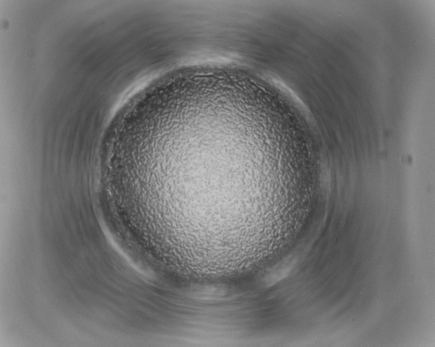 X0000081340582200701251901