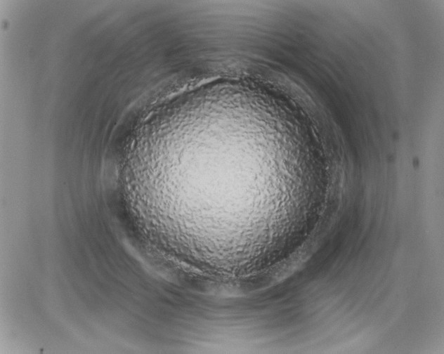 X0000081340602200701251901
