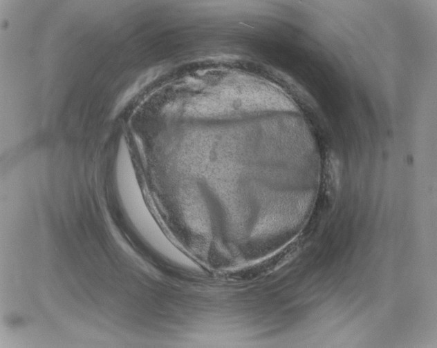 X0000081340734200701251858