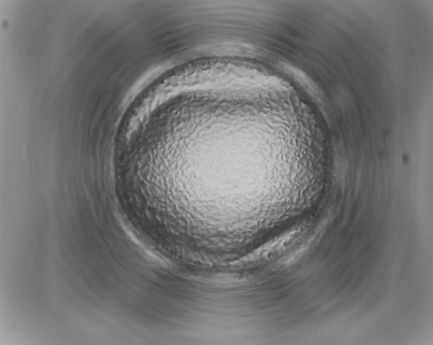 X0000081340986200701251854