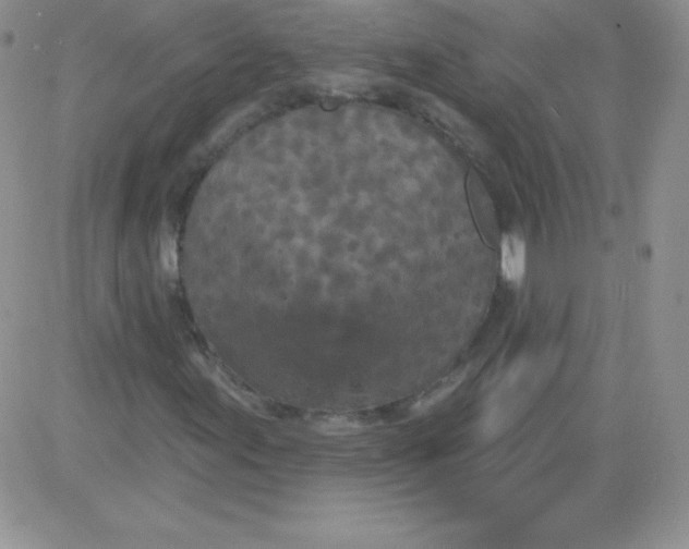 X0000081341155200701251852