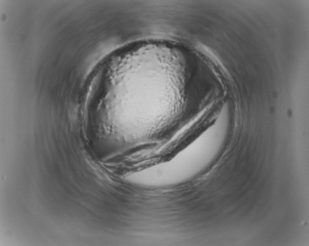 X0000081341260200701251850