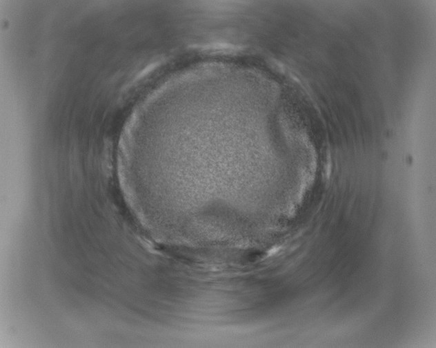 X0000081341301200701251849