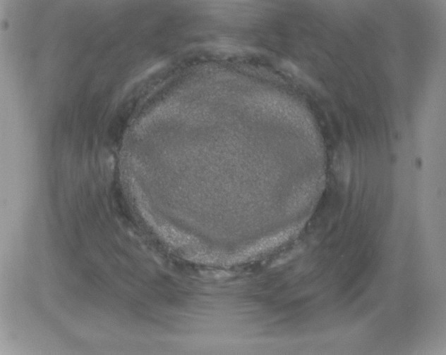 X0000081341302200701251849