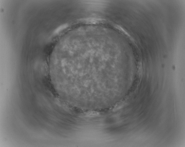 X0000081341446200701251847