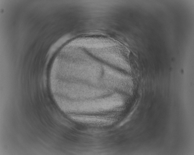 X0000081340294200702020056