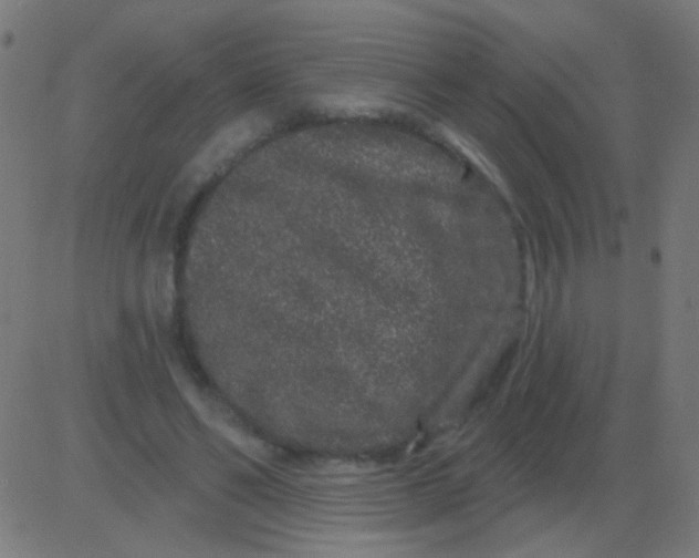 X0000081340494200702020053