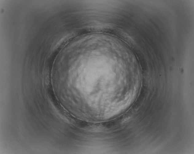 X0000081340642200702020050