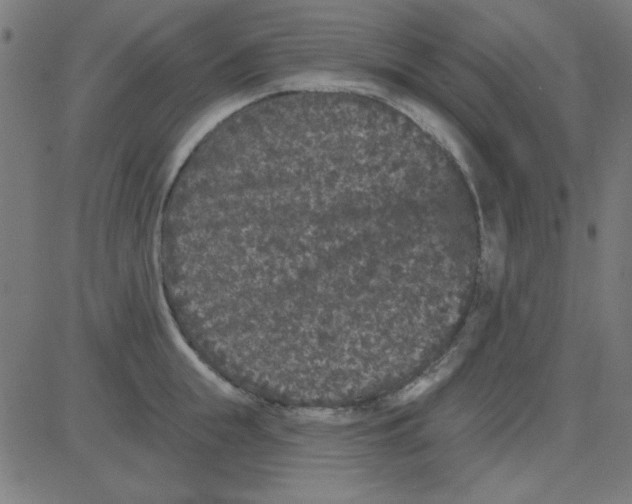 X0000081340855200702020047