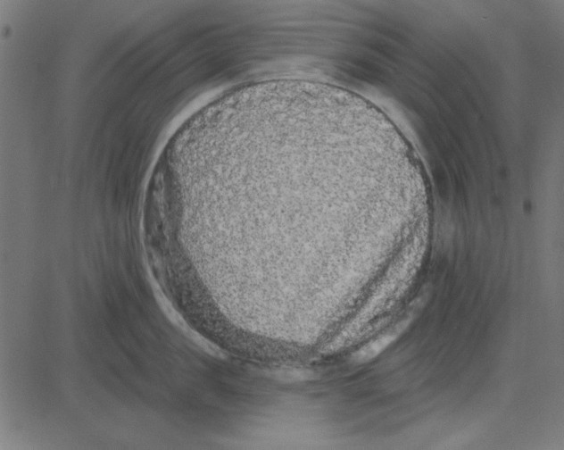 X0000081340957200702020046