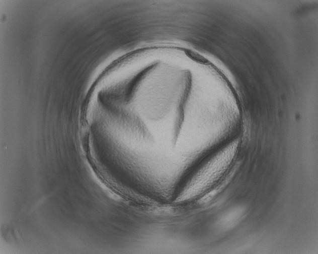 X0000081341006200702020045