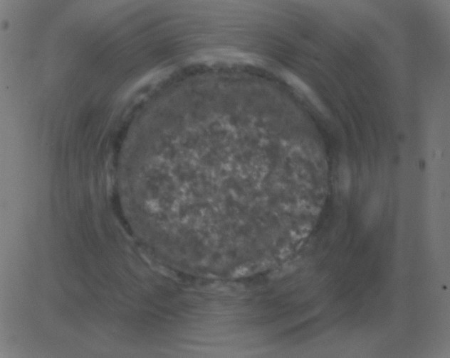 X0000081341063200702020044