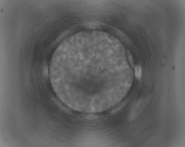 X0000081341155200702020042
