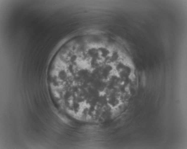 X0000081340147200702082237