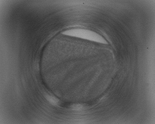 X0000081340299200702082236