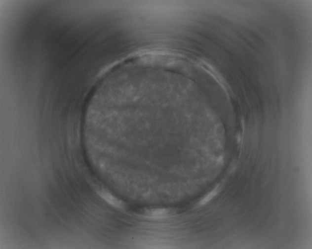 X0000081340301200702082236