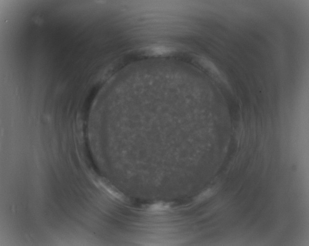 X0000081340366200702082235