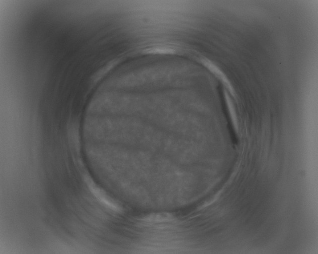 X0000081340386200702082234