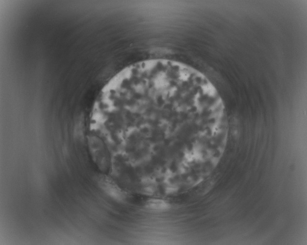X0000081340519200702082232