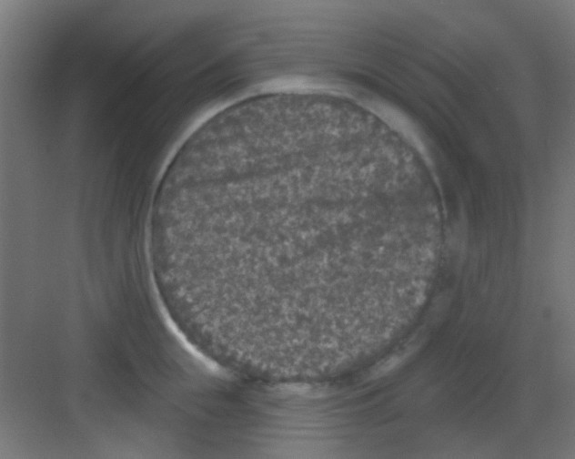 X0000081340855200702082227