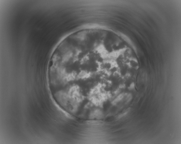 X0000081340863200702082227