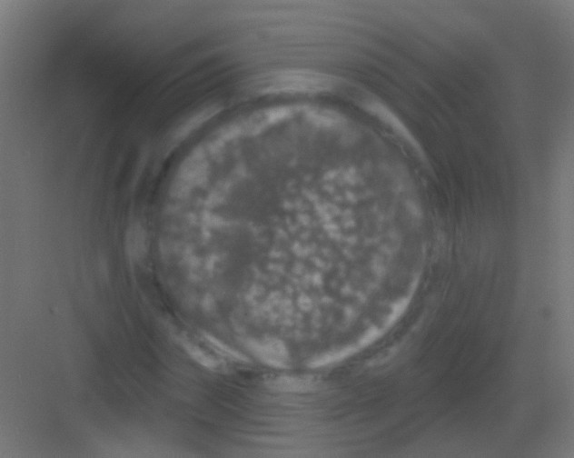X0000081340874200702082226