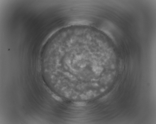 X0000081340878200702082226