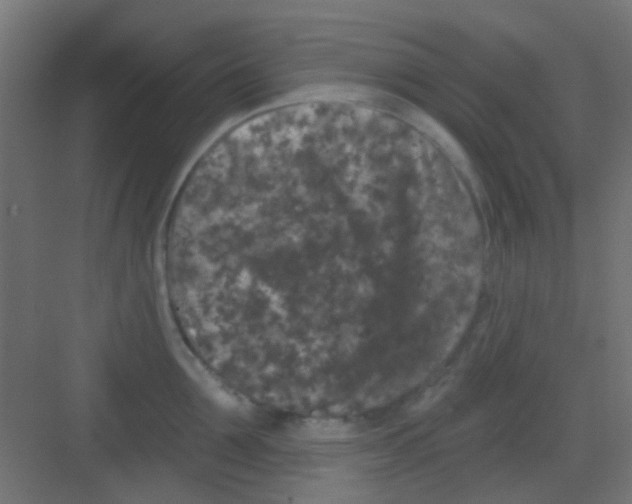 X0000081340907200702082225