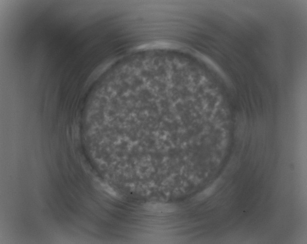 X0000081340921200702082225