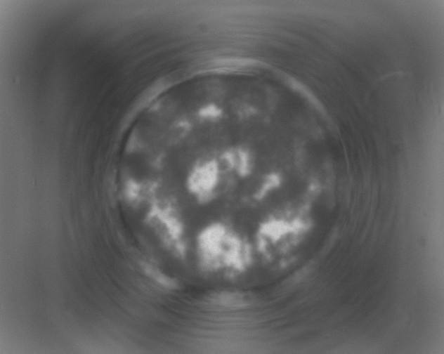 X0000081341362200702082218