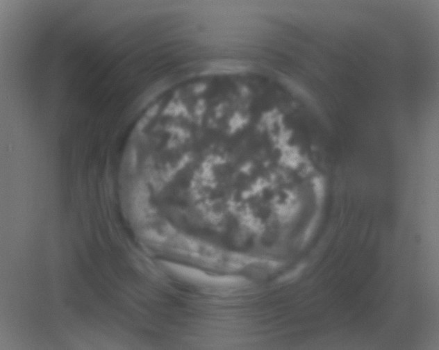 X0000081341401200702082217