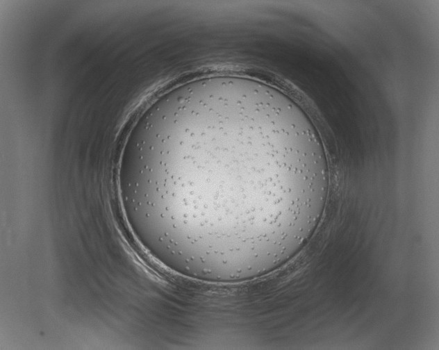 X0000081350725200701111105