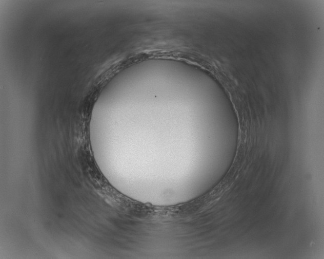 X0000081351350200701111055