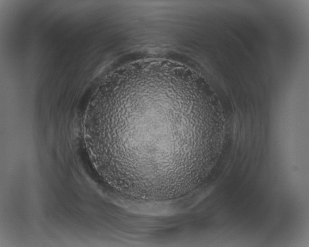 X0000081350032200701111507