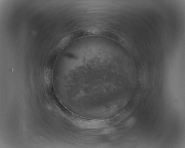 X0000081350036200701111507