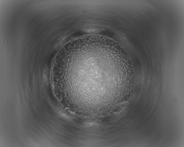 X0000081350175200701111504