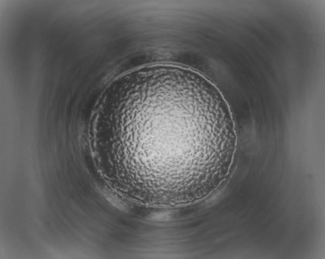 X0000081350178200701111504