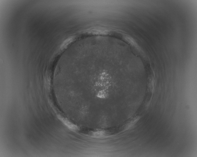 X0000081350309200701111502
