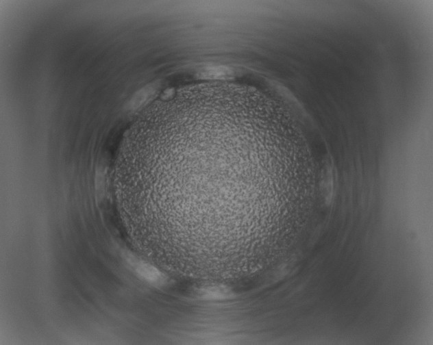 X0000081350322200701111502